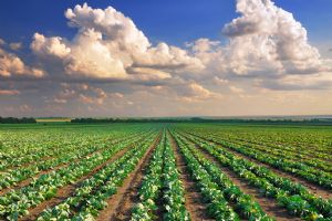 ILUC can be mitigated if the right practices are put in place
